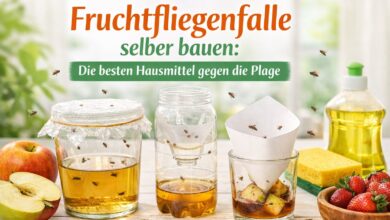 Fruchtfliegenfalle