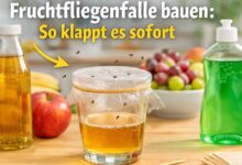 Fruchtfliegenfalle bauen [Bild mit Hilfe von KI erstellt]