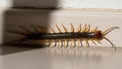 Spinnenlaeufer im Haus [Bild mit Hilfe von KI erstellt]