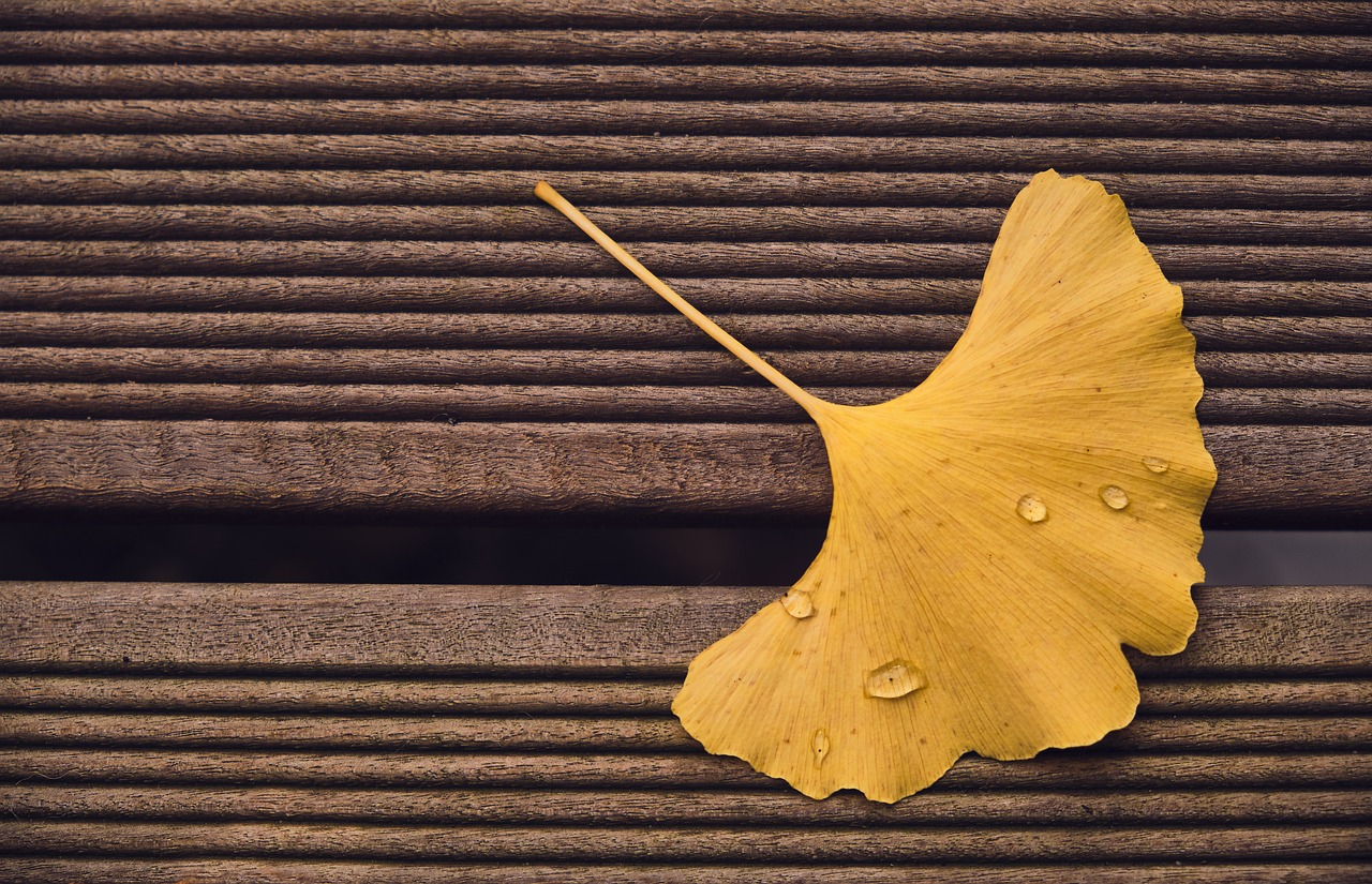 Die perfekten Terrassendielen: alles Wissenswerte über Materialien, Verlegung und Pflege