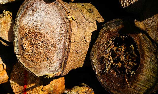 Brennholz-Qualität: Achten Sie auf die Feuchtigkeit; Schimmelgefahr!