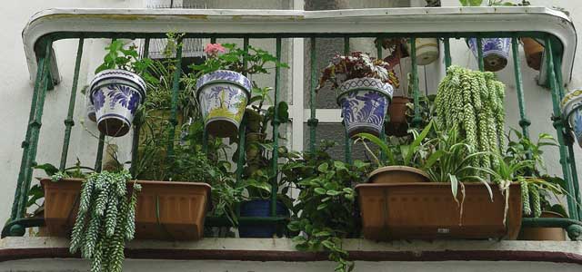 Feuchtigkeitsmesser bei Zimmerpflanzen - auch Pflanzen können vom Schimmel befallen werden.