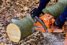 Holzfällen - Wie macht man es richtig