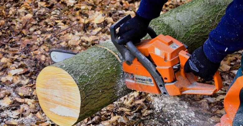 Holzfällen - Wie macht man es richtig