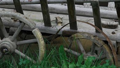 Holzwurm im Brennholz