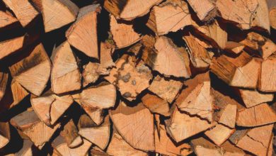 Schimmel im Brennholz - Brennholz Schimmel entfernen oder doch harmlos?